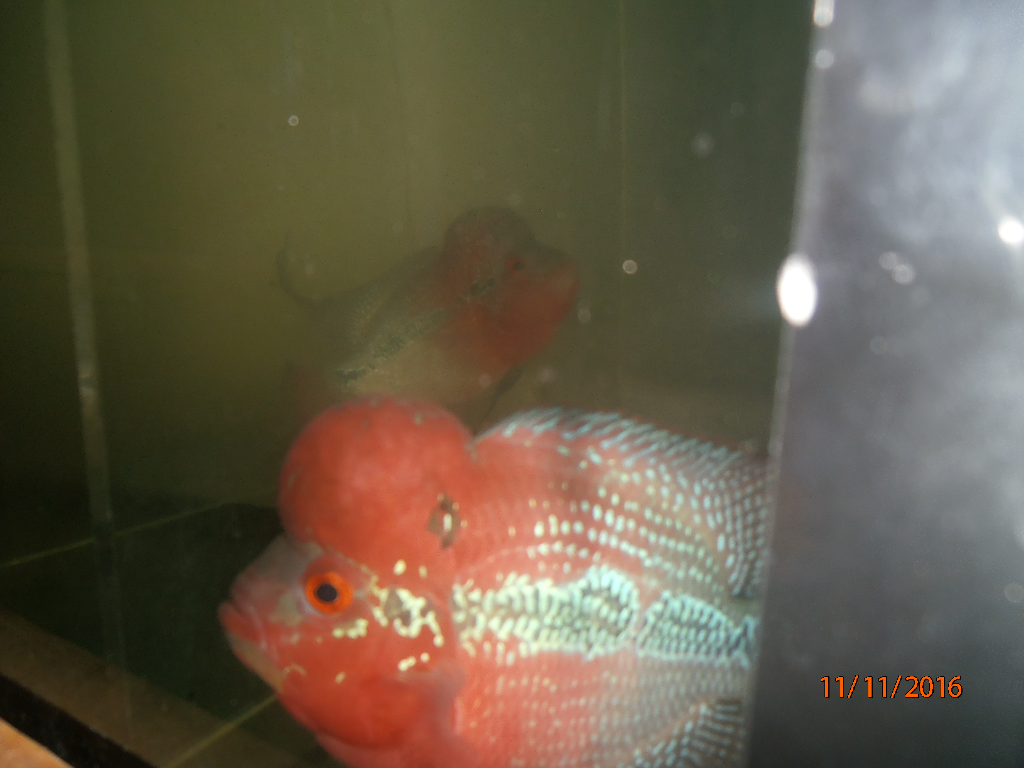 imported flowerhorn