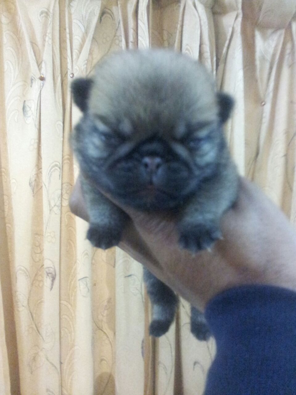 pug dog of very good quality