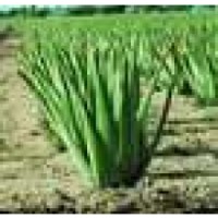 How Aloe Vera based products Helps you in Health   Beauty