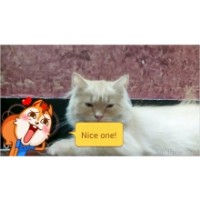 Persain cats fo sale  its urgent  