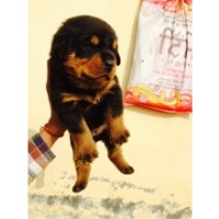 heavy bon rottweiler pupp sel in amritsar