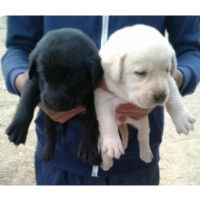 show quality labrador pupps avilable in amritsar kennel