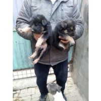 show qualoty german shephrd pup sale